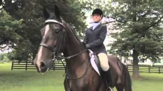 The beauty of the American Saddlebred [upl. by Tiduj]