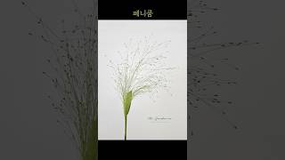 페니쿰  Panicum [upl. by Tfat]