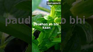 Can plants hear 🙉 facts factsinhindi hindi nature naturefacts sciencefacts science gk [upl. by Colville]