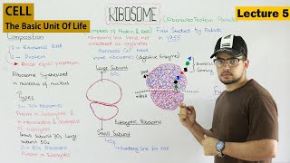 RIBOSOMES structure and function  Video 5 [upl. by Innavoig]