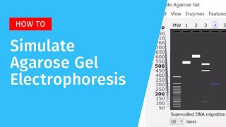 Agarose Gel Electrophoresis in SnapGene [upl. by Thanos]