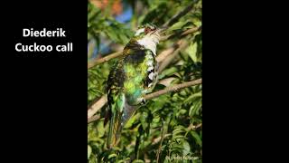 Diederik Cuckoo call [upl. by Akimet]