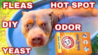 Say Goodbye to Stinky Dogs  The Baking Soda Secret to a Fresh American Bully XL [upl. by Elysee]