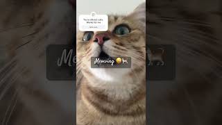 This Meow attract cats The meowing sound actually attracts cats Try it on your own cat 🐈 cat [upl. by Naeroled]