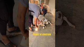 clostrumfirst milk of mothercow breed animals viral ytshorts newsong [upl. by Reinaldos]