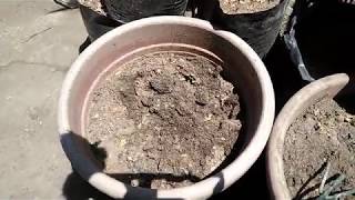 Soil Solarization  Mabisang Paraan para Puksain ang Peste sa Lupa [upl. by Oyam]