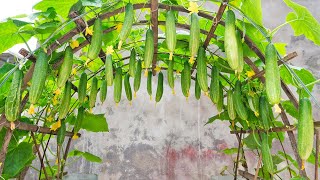 I can not believe it The technique of growing cucumbers on plastic containers produces many fruits [upl. by Diann655]