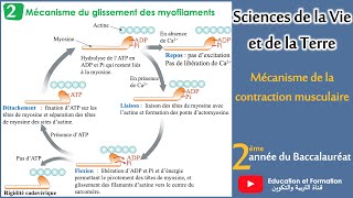 Mécanisme de la contraction musculaire 2Bac SVT2Bac Sc Physiques [upl. by Rufford610]