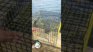 Crabbing with different baits Flounder head no bueno crabbing fishing wildlife [upl. by Rowe]