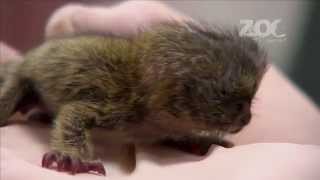 World Exclusive Rare baby pygmy marmoset triplet hand reared in Dublin Zoomp4 [upl. by Fernas]