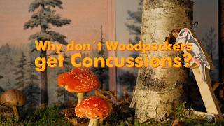 Why dont Woodpeckers get Concussions [upl. by Yeung124]