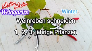 Weinrebe zurück schneiden 1 2 3 jährige Weinrebe Rückschnitt im Winter  Herbst Trauben Video 1 [upl. by Corby235]