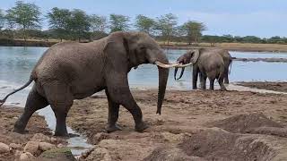 Elephants drinking water at Kilimanjaro dam in naretoishorts trendingvideo trending animals [upl. by Adnalram]