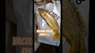 WHAT HAPPENED TO MAGIKARP 😵🐟 record almost broken foryou fishing carp pokemon fyp fypシ゚ tx [upl. by Lathrope236]