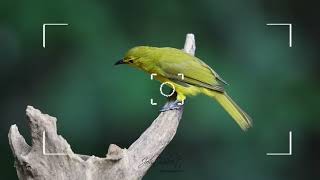 yellowbrowed Bulbul [upl. by Selle]