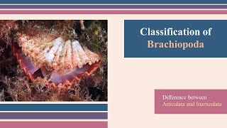 Brachiopoda Classification  Invertebrate Paleontology Geology  Articulata Vs Inarticulata [upl. by Ibed]