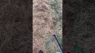 Second application of lawn killer for the renovation [upl. by Aisayt]