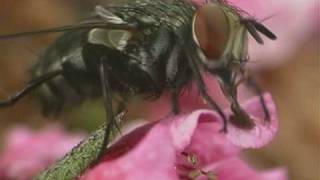 Tachinid flies  Parasitoid flies [upl. by Pedaias176]