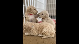 Dashing doodles NC F1bb standard Goldendoodle puppies sparkles litter [upl. by Manda]