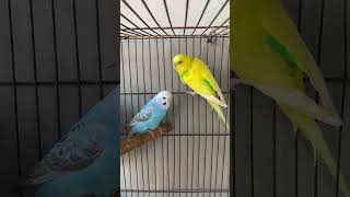 Most Beautiful Budgies Song  Parakeets Singing and Chirping in Cage  KichirMichir [upl. by Amabelle]