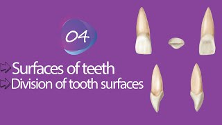 Dental anatomy quotMorphologyquot 4 Surfaces of teeth amp Division of tooth surfaces [upl. by Marge]