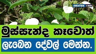 මුස්සැන්ද කෑවොත් ලැබෙන දේවල් මෙන්න  Mussanda Leafy Green Benefits Mussaenda frondosa NEW 2019 [upl. by Aniled]