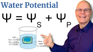 Understand Water Potential 5 Minute Explanation for AP Bio [upl. by Jaymie]