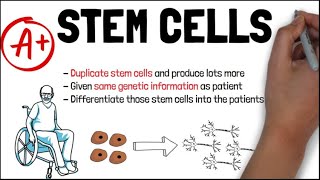 STEM CELLS and THERAPEUTIC CLONING  Biology GCSE and iGCSE Exam Revision [upl. by Watkin844]