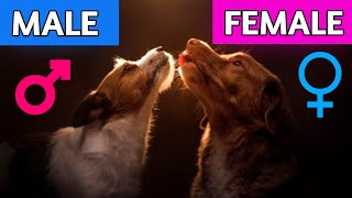 Male Dogs vs Female Dogs  Surprising Differences You Should Know [upl. by Kcirrej]