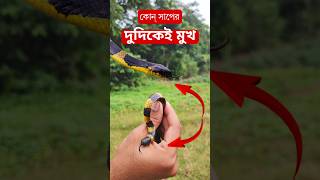 এই সাপের লেজেও মাথা সাবধান ভয়ঙ্কর দুমুখো সাপ  Snake having two heads snakevideo [upl. by Haeluj87]