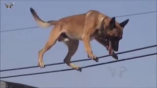 Belgian Malinois Amazing Athlete Amazing tricks Belgian Malinois\прыжки малинуа трюки малинуа [upl. by Litnahs550]