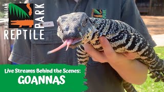 LIVE WITH GOANNAS  AUSTRALIAN REPTILE PARK [upl. by Derayne713]