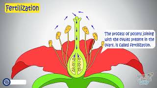 Pollination amp Fertilization in Plants  Structure of a Flower  Pollination amp Fertilisation Process [upl. by Aynek]