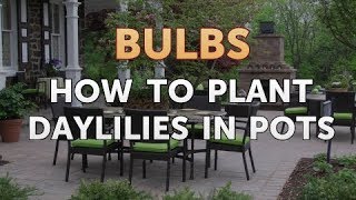 How to Plant Daylilies in Pots [upl. by Bertie]