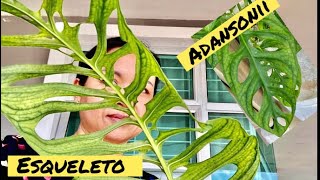 Part1Differences Between Monstera Adansonii And Monstera Esqueleto [upl. by Weyermann]