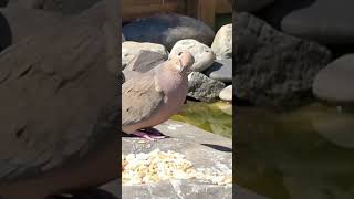 Mourning Dove Call  Cooing Sound [upl. by Alliscirp376]