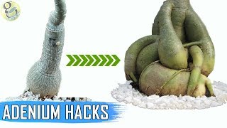 ADENIUM HACKS AND TIPS Get a FAT Caudex  How To Make Adenium Caudex 5 Times Thicker [upl. by Treat]