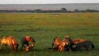 Hyenas eat wildebeest alive PART 2 [upl. by Bolme]