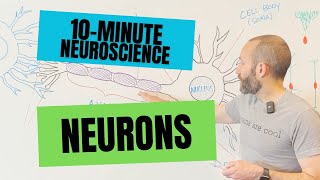 10Minute Neuroscience Neurons [upl. by Nolyaw913]