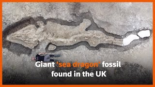 Sea dragon fossil discovered in Britain [upl. by Cherlyn]