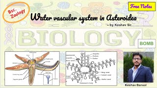 Water vascular system  Ambulacral system in Asteroidea  Bsc  Free PDF notes  by Viologia EXtrema [upl. by Philpot]