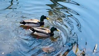 Mallard Calls  Duck Sounds [upl. by Nevyar]