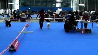 CACIB Brno Czech Republic 04022012 judge Jaroslava Ovesna CZ  poodle toy dogs cacib [upl. by Machutte]