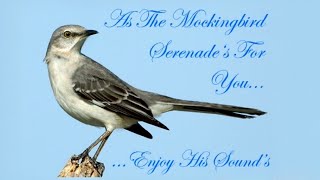 Northern Mockingbird Mimus polyglottos Singing at night June 29 2012 BEST [upl. by Yanrahc]