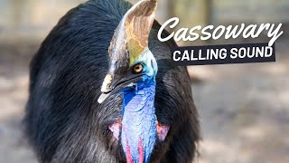 Cassowary Calling Sound [upl. by Starr460]