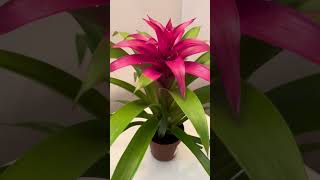 Guzmania piante pianta plants flowers flower [upl. by Troy311]