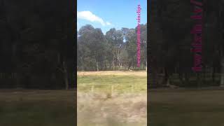 VLINE Albury NSW To Southern Cross 101024 vline shorts shortvideo train travel views [upl. by Eleni]