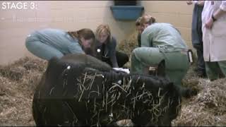 Foaling How Tos Monitoring Foaling 2 of 2 quotFoaling HowTosquot videos [upl. by Chrisoula]