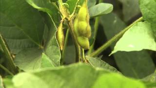 What are Soybeans quotAgriculture 101Americas Heartlandquot [upl. by Adnamma]