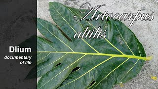 Breadfruit Artocarpus altilis  part 2 [upl. by Ardnik]